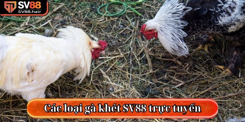 Các loại gà khét SV88 trực tuyến hiện nay