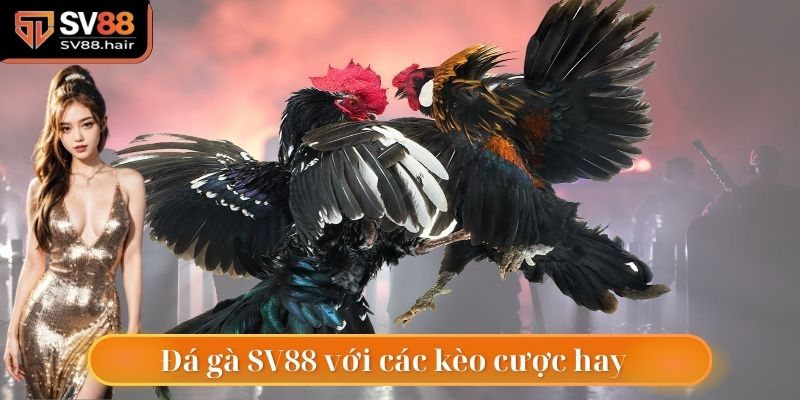 Đá gà SV88 với đa dạng loại kèo cược đặc sắc