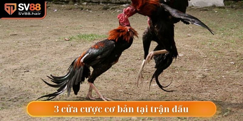 Có 3 cửa cơ bản trong trận đấu đá gà cựa sắt