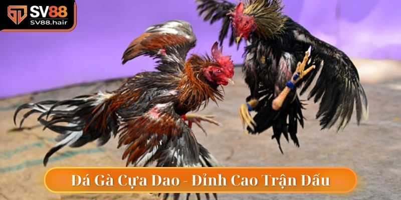 Đá Gà Cựa Dao