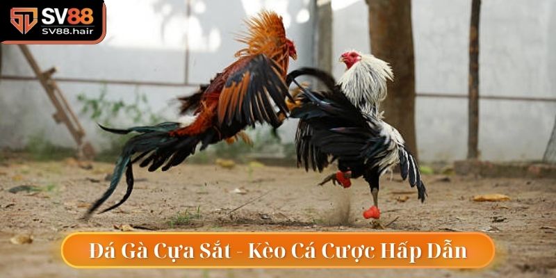 Đá Gà Cựa Sắt