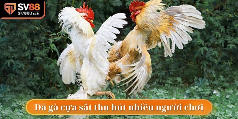 Hình thức đá gà cựa sắt tại SV88 rất thu hút người chơi