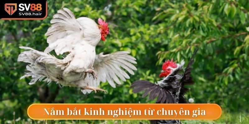 Nắm bắt thêm kinh nghiệm cá cược từ chuyên gia SV88