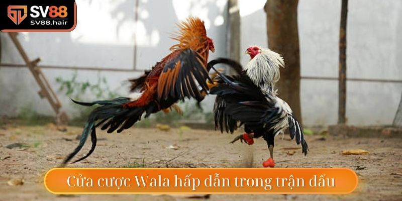 Tham gia đặt cược Wala dự đoán chú gà đội khách thắng