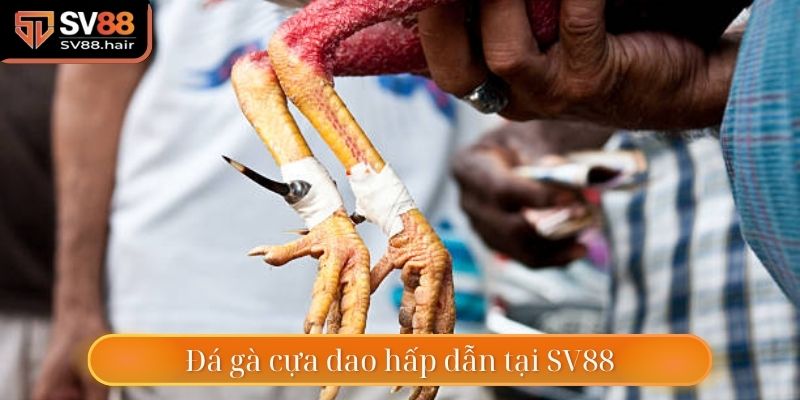 Trận đấu đá gà cựa dao rất hấp dẫn trong SV88